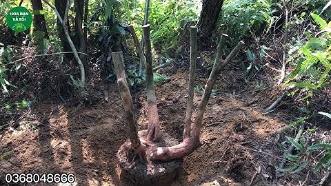 GL.Sim rừng dáng tam đa bệ đẹp.Hoa bạn và tôi