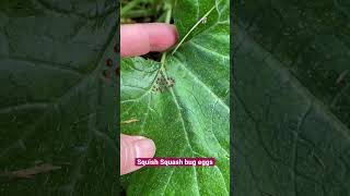 Just Squish ‘Em! #latebloomer #gardeningvideos #garden #pestmanagement