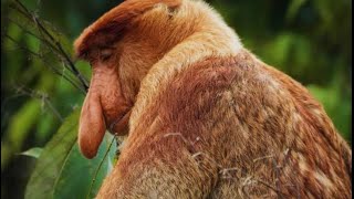 Proboscis monkey edit 