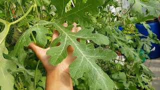 видео: Плодоношение арбуза и подвязка плодов 05.07.2021🍉 картинка: Плодоношение арбуза и подвязка плодов 05.07.2021🍉