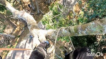 Cưa lô cây xà cừ nằm trên dây điện p1