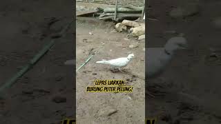 Lepas liarkan burung puter pelung!