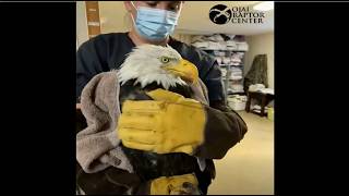 OJAI RAPTOR 💖 BIG BEAR EAGLE JACKIE RECEIVES CONTRAST CT SCAN & BONE MARROW BIOPSY TODAY! 💖 8.5.26