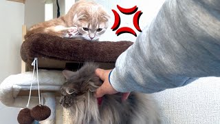 甘えたくて先輩猫にヤキモチを妬く短足猫がかわいい【保護猫】