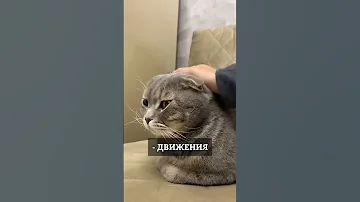 Каких людей любят кошки?