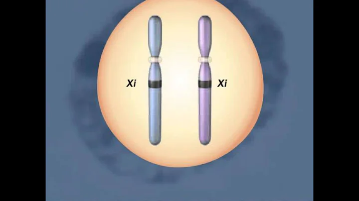 3 X inactivation human detailed