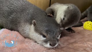 Otter baby runs around!