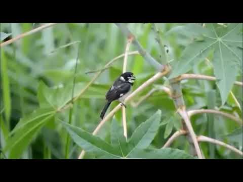 papa-capim-de-caquetá - eBird