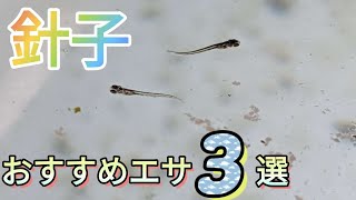 「針子の生存率up」おすすめエサ3選‼️