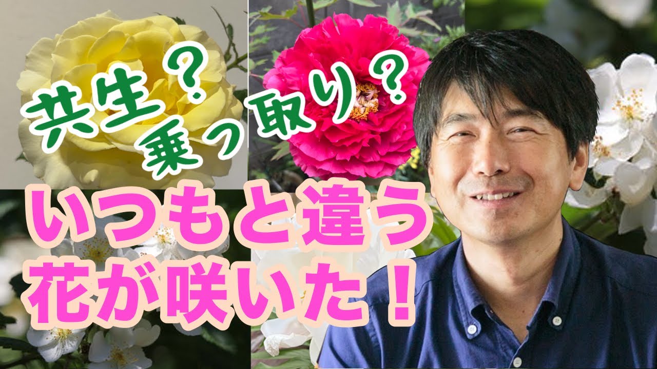 KUN、バラ売り A different kind of flower has bloomed! It might be a takeover