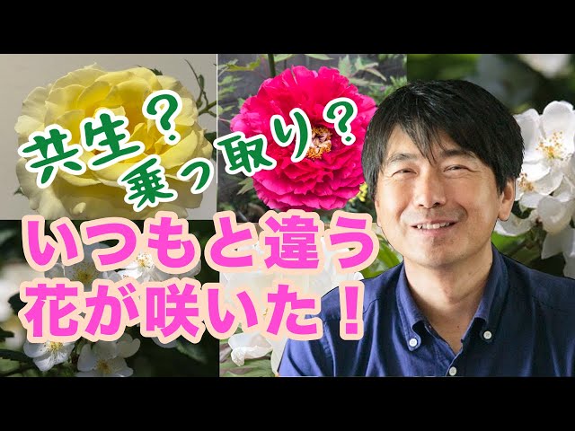 チャッピさま バラ A different kind of flower has bloomed! It might 