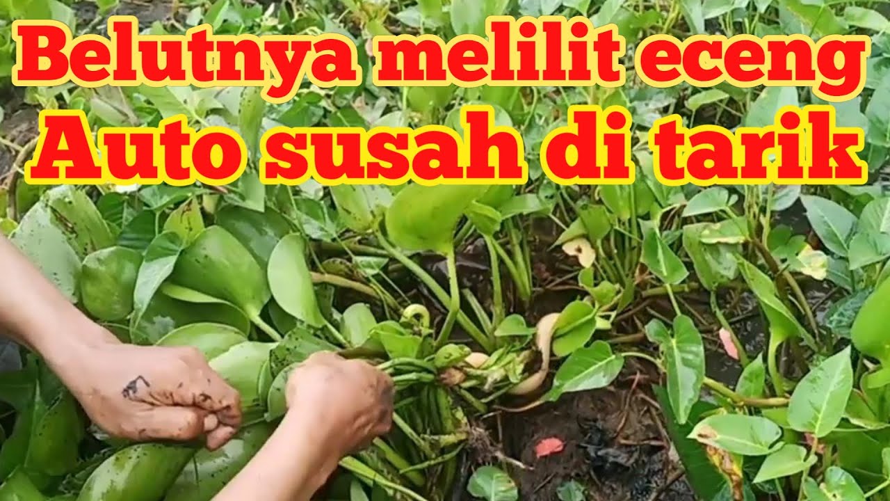 Ngurek belut di kubangan eceng rawa saguling - YouTube