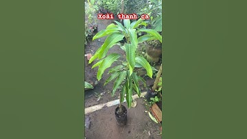 Cây xoài thanh ca #ngocnganbentre #bonsai #shortvideo #caycanh #0386569374 #mientay #agriculture
