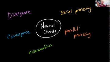 Biol 2010 lect 13.4 Neural Pools
