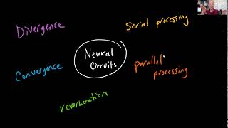 Famous Biol 2010 lect 13.4 Neural Pools Wealth