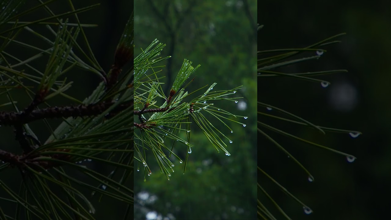 Stormy | Blackmagic 6K Pro - 1 #film #cinematic #reels