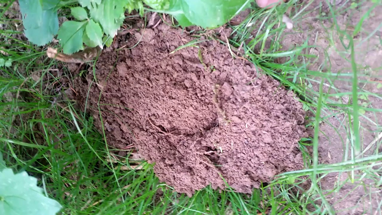 Maulwurf oder Spitzmaus... vielleicht doch ne Wühlmäuse.....Maulwurf