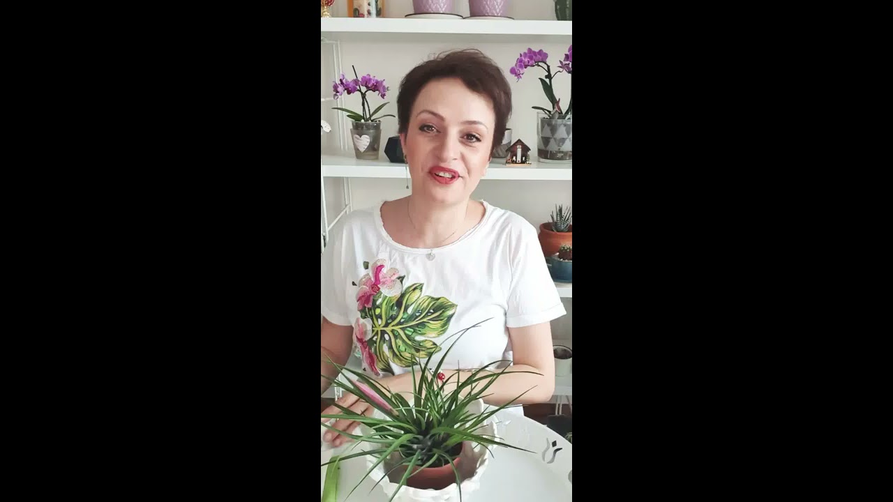 Tillandsia Cyanea Bitkisinin Çiçek Bakımı Püf Noktaları