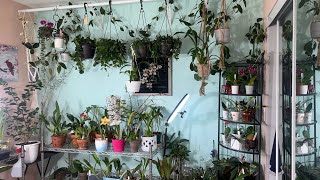 Обзор растений в орхидейной комнате в начале весны. Каттлеи, фаленопсисы, дендробиум, хойи и др.