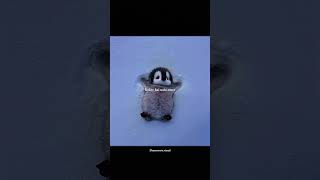 Cute Penguin video | Dil Mera Senti hai 💖 #shorts #trending #music #viral #songedit #lyrics