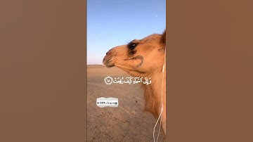 {أفلا ينظرون إلى الإبل كيف خلقت} [الغاشية:17]- عبدالرحمن مسعد - القرآن الكريم تحميل و استماع🎧🤍😔
