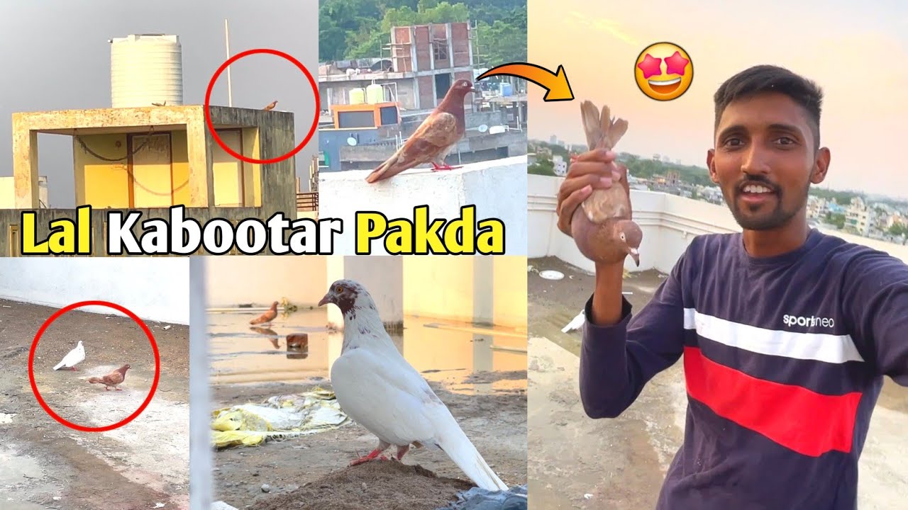 "लाल" Kabootar Pakda 😍 || Ise Pakdne Me Bahut Time Lag Gaya 😫