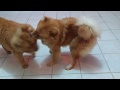 Meus Chow Chow brincando 🐕🐕