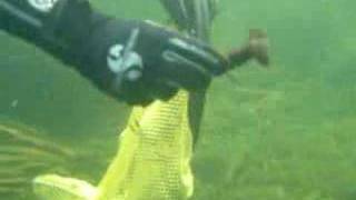 Yabbies/Crawfish diving
