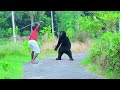 Gorilla attack prank  scary gorilla prank on public  part 19  4 minute fun