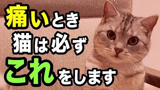 猫が痛いときに必ず見せるサイン10選を獣医師が解説します