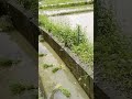 No machinery? Using canals to transport rice seedlings, the wisdom of old farmers