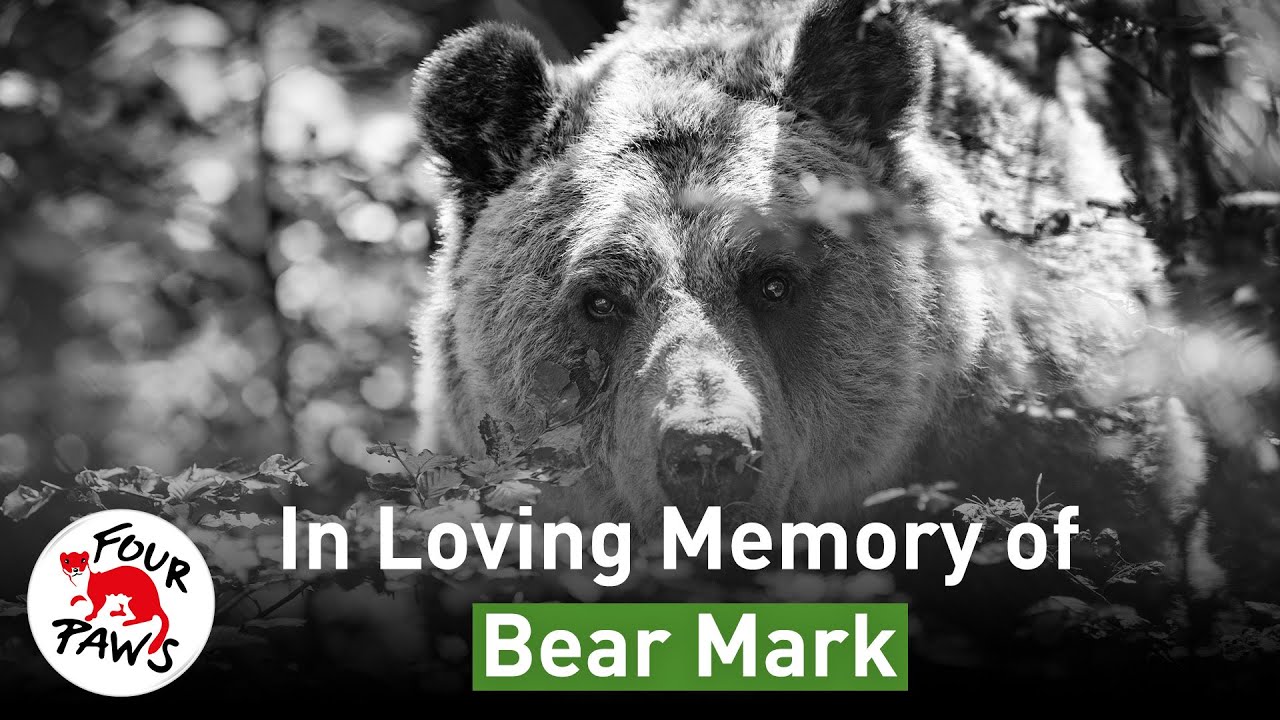 In Loving Memory of Bear Mark  🐻| FOUR PAWS | [SUBS]