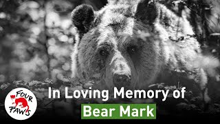 In Loving Memory Of Bear Mark Four Paws Subs