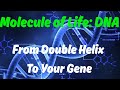 Genes 101: Everything You Need to Know About the Building Blocks of Life.