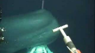 Big whale came very close under a ROV operation!