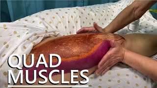How To Massage The Quadriceps