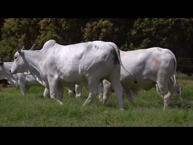 Lote 46   Leilão Virtual de Fêmeas Nelore RSAN