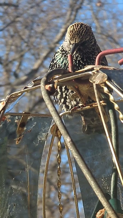 disco starling #birds with character