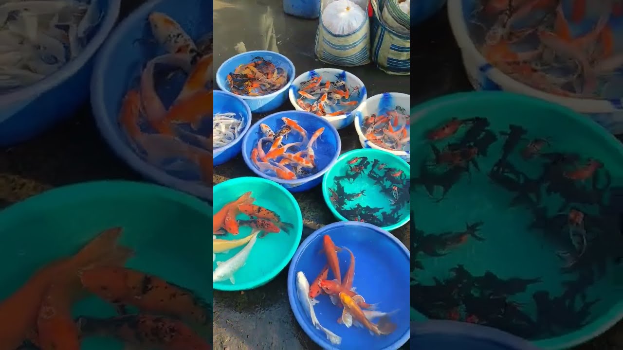 Koi Carp Fish Koifish Youtubeshorts Short Viral Hindi SD Aqua Sdaqua2381