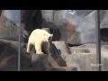 Polar bear Kali explores his new habitat at Saint Louis Zoo