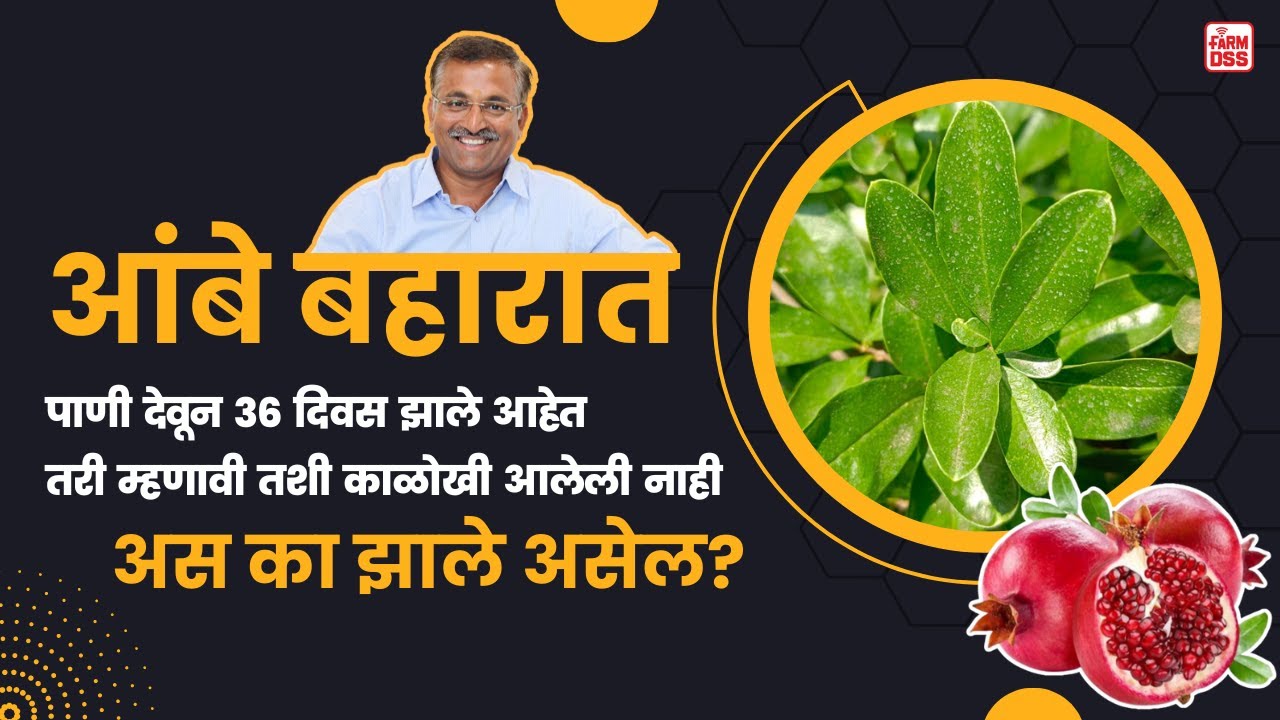 प्रश्न क्रमांक 65 - पाणी देऊन 36 दिवस झाले, पण पाहिजे तशी काळोखी आली नाही. @BTGore