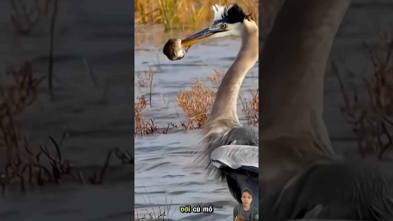Diệc x&aacute;m bắt chuột - Gray heron catches mice
