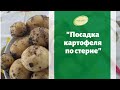 Посадка картофеля по стерне после сидератов букетным способом и вершинным глазком.  Марценюк Надежда