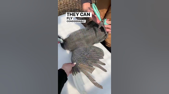 Why we Clip our Guinea Fowl’s Wing
