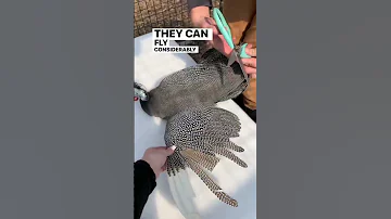 Why We Clip Our Guinea Fowl S Wing 