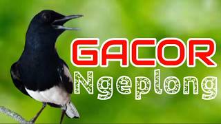 Suara kacer gacor pagi hari ini cocok untuk pancingan kacer biar cepat nyaut!!