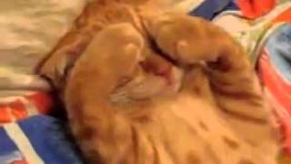 Спящий котенок by TheOurCats 2,076 views 12 years ago 1 minute, 1 second