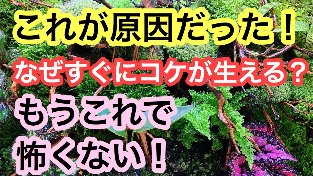 なぜすぐにコケが生える 水槽掃除後すぐにコケが出る原因と対策をやさしく解説します プロの水槽コケ対策 Youtube