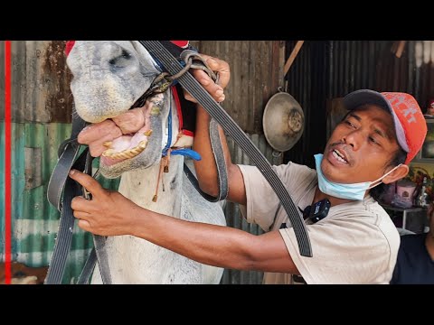 Video: Persiapan Badai untuk Pemilik Kuda