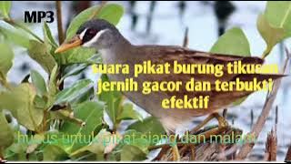 Suara pikat burung tikusan, MP3 sangat bersih dan jernih,, sudah terbukti ampuh